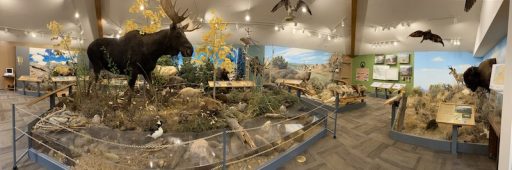Panoramic view of the wildlife display at the Wyoming Game and Fish Office in Lander, Wyoming